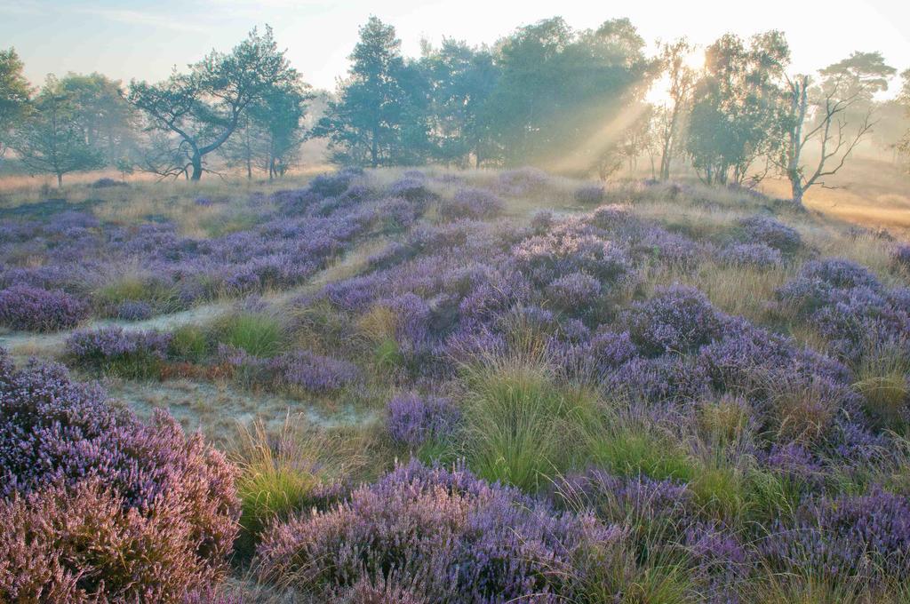 Landhuisjes Bij De Wouterbron Opglabbeek ภายนอก รูปภาพ
